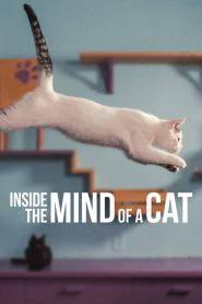 Inside the Mind of a Cat คิดแบบแมวๆ พากย์ไทย