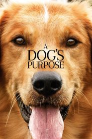 A Dog’s Purpose หมา เป้าหมาย และเด็กชายของผม พากย์ไทย