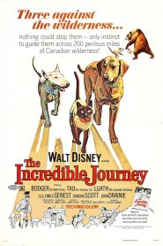 The Incredible Journey ซับไทย