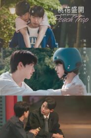 Peach Trap Season 1 วุ่นรักกับดักหัวใจ ปี 1 พากย์ไทย/ซับไทย