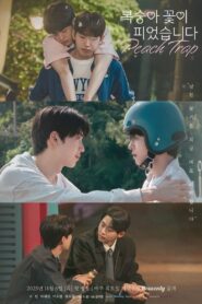 Peach Trap กับดักรักแรก พากย์ไทย/ซับไทย