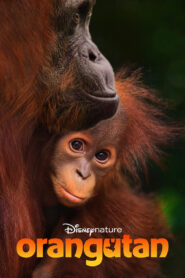 Orangutan ซับไทย